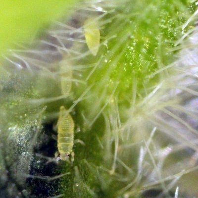 Soybean Thrips in Soybean
