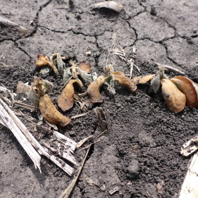 Frost Injury in Soybean