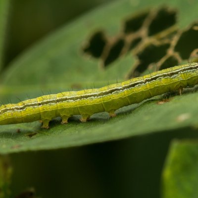 Velvetbean Caterpillar in Soybean