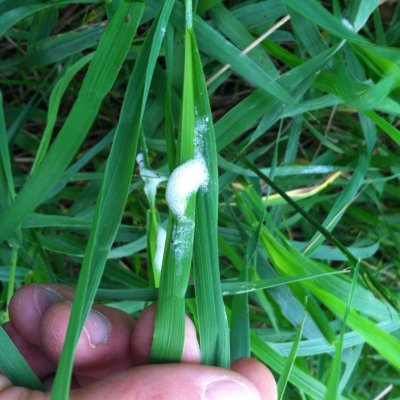 Meadow Spittlebug in Alfalfa