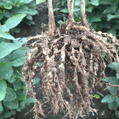 Root-Knot Nematode of Soybean