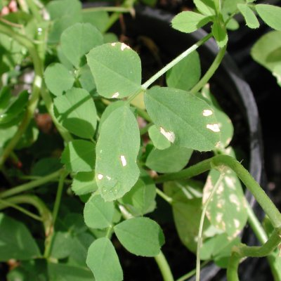 Stagonospora Leaf Spot and Root Rot of Alfalfa