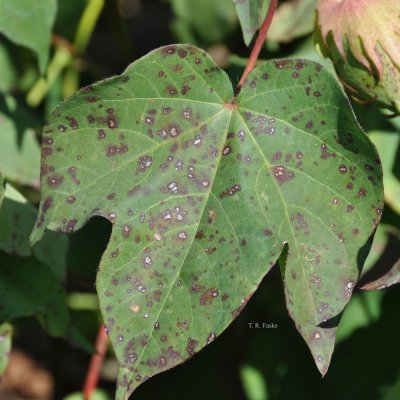 Stemphylium Leaf Spot of Cotton