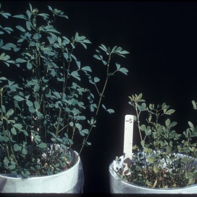Sulfur Deficiency in Alfalfa