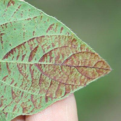 Sunscald in Soybean