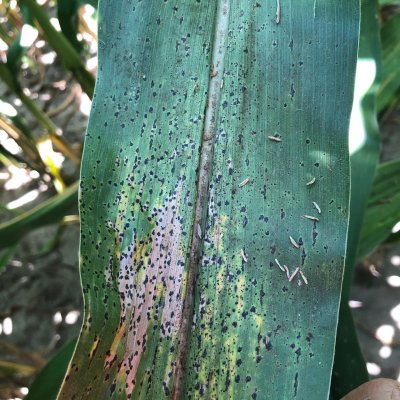 Tar Spot of Corn Map