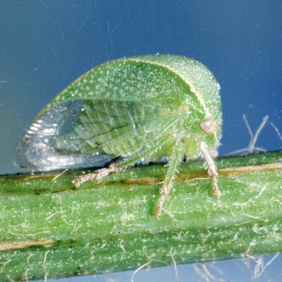 Threecornered Alfalfa Hopper in Alfalfa