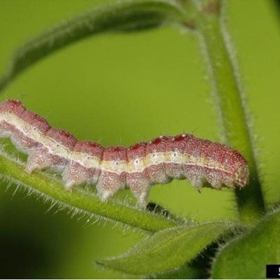 Tobacco Budworm in Soybean