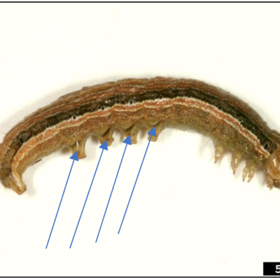 True Armyworm in Soybean