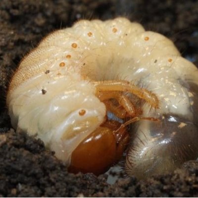 True White Grubs in Soybean