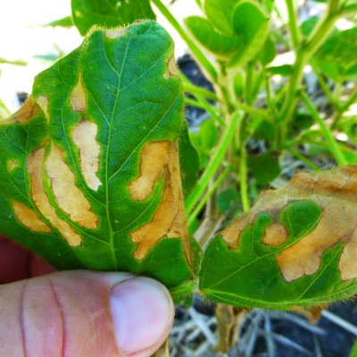 Fertilizer Injury (UAN) of Soybean