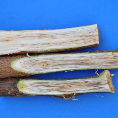 Verticillium Wilt of Cotton