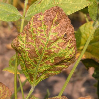 Scouting for Soybean Diseases