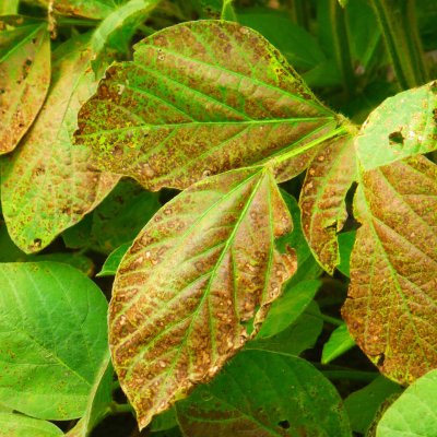 Intro to scouting for diseases