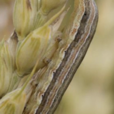 Wheat Insect Pests