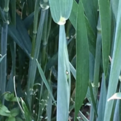 Wheat Growth and Development