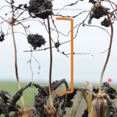 Wheat Diseases in the North Central U.S.