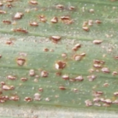 Scouting for Corn Diseases