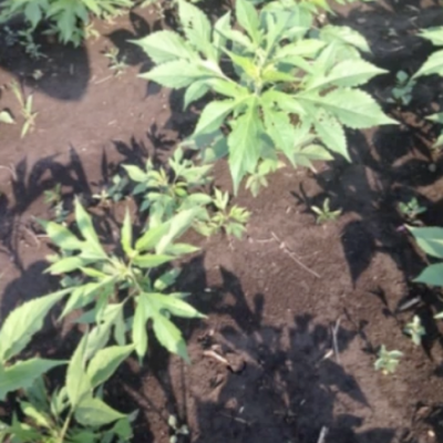 Introduction to weed scouting