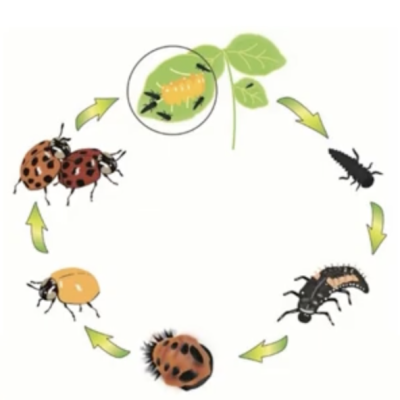 Insect identification, sampling and management