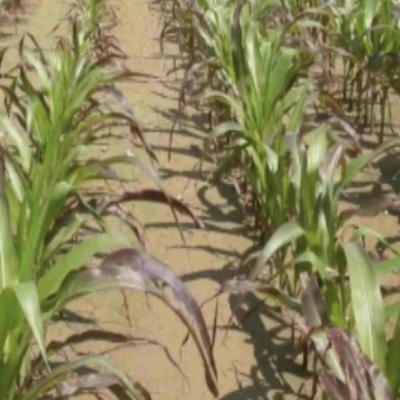 Identifying nutrient deficiencies and causes