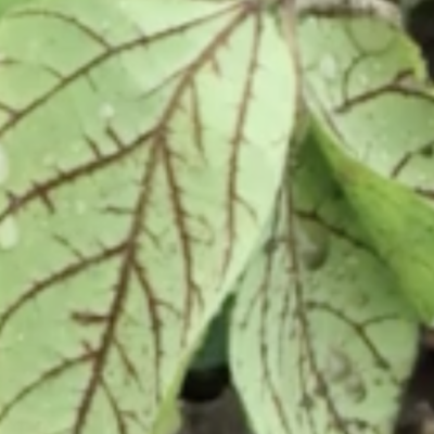 Identifying herbicide injury using herbicide sites of action