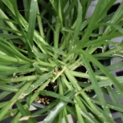 Grass identification