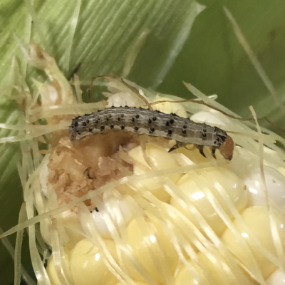 Corn Insects in the United States