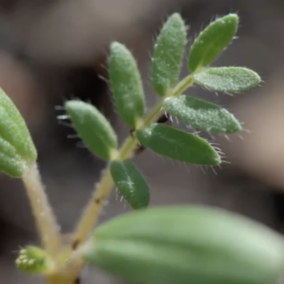 Broadleaf weed seedling identification