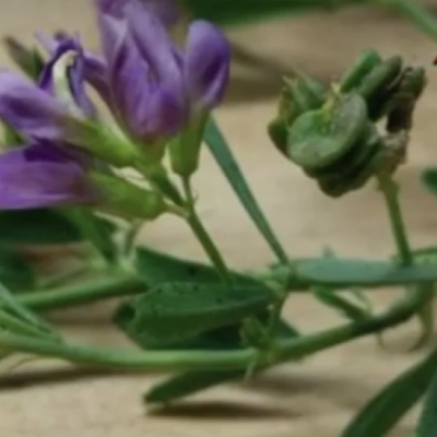 Alfalfa growth staging and insect scouting