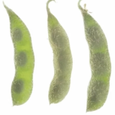 A Visual Guide to Soybean Growth Stages