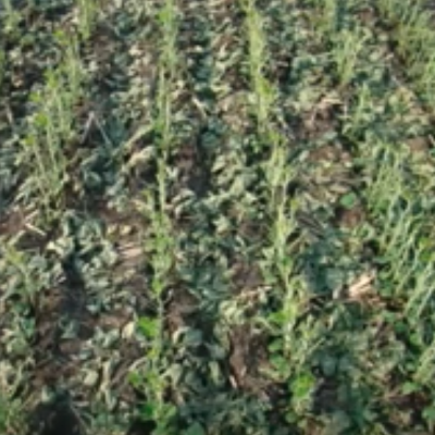 Soybean Hail Damage