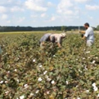 Assessing Cotton Growth Stages