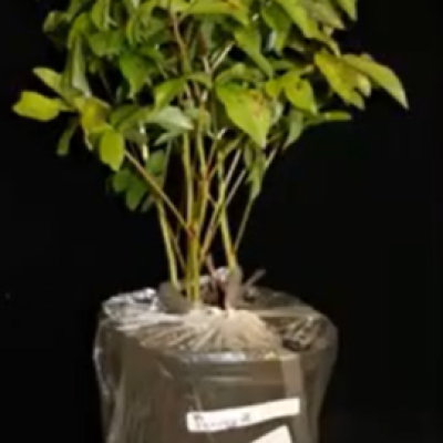 Scouting for Soybean Seedling Disease