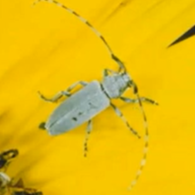 Soybean Insects in the Southern U.S.
