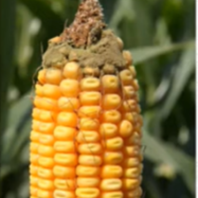 Scouting for Corn Ear Rots