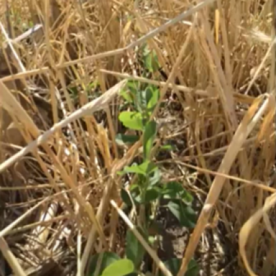 When Cover Crops Become Weeds