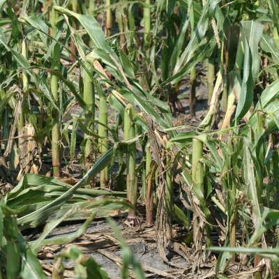 Assessing Hail Damage in Corn