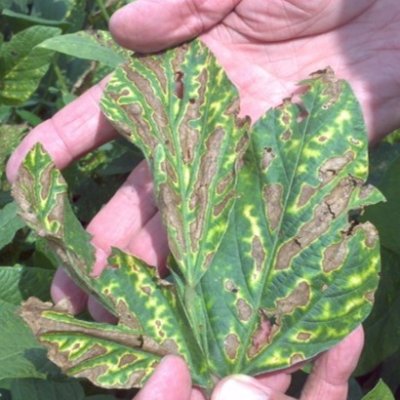 Scouting for Soybean Diseases in the Southern U.S.
