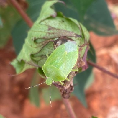 Scouting for Cotton Insect Pests