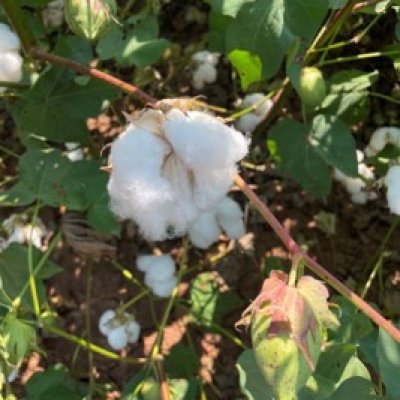 Scouting for Cotton Diseases