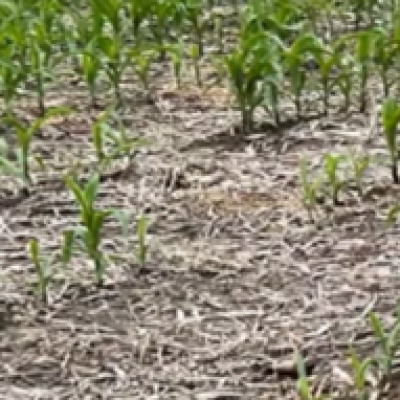 Replant Considerations for Corn