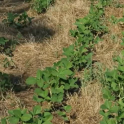 A Resurgence of Weed Problems from the Past