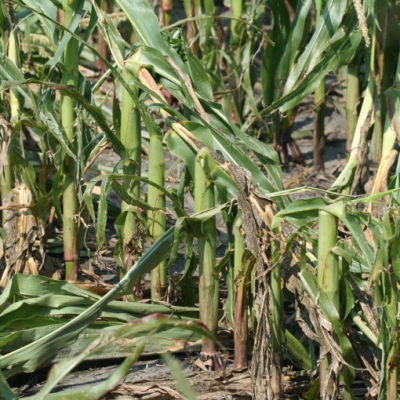 Assessing Hail Damage in Corn