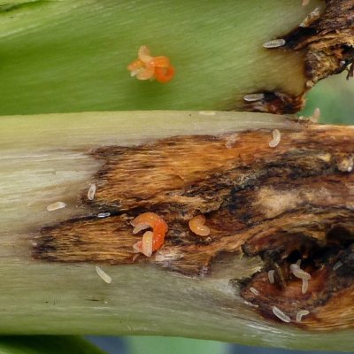 Soybean insects in the midwest