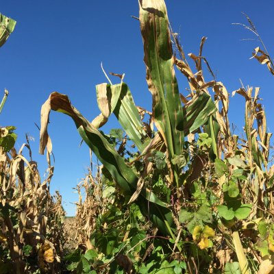 Understanding Herbicide Resistance Traits in Crops