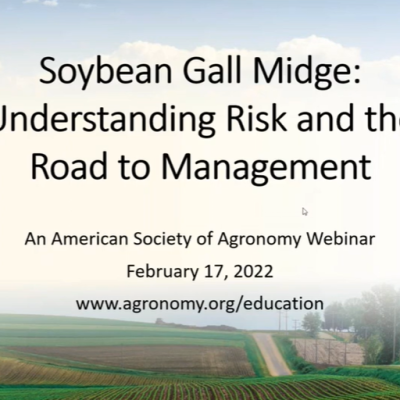 Soybean Gall Midge: Understanding the Risk and Road to Management