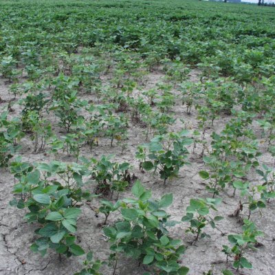 Soybean Seedling Disease Research and Management Update