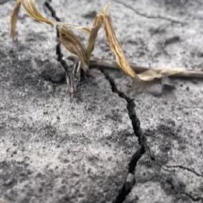 Pythium Management Explained: Protect Your Crops from Seedling Blight
