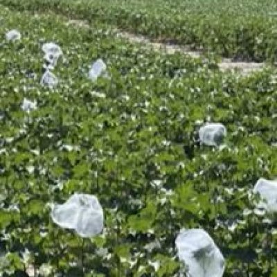 Insect Management in ThryvOn Cotton and Its Value